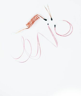 에나멜 리드선이 있는 에폭시 코팅 NTC 서미스터 (디지털 온도계용)